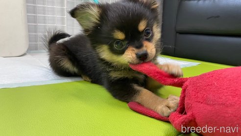 成約済の兵庫県のポメチワ:ポメラニアン×チワワ-314424の7枚目